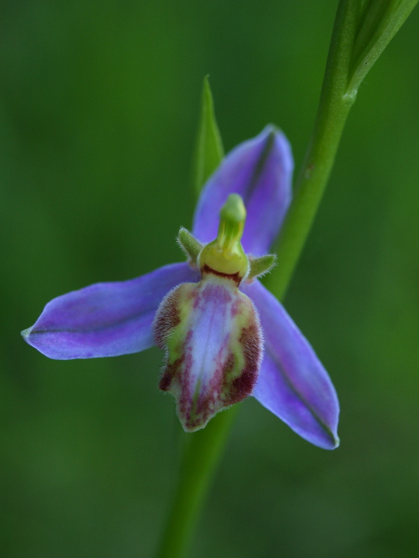 Ophrys apifera var. tilaventina